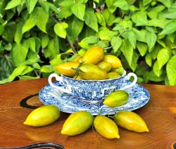 artisan green tiger32